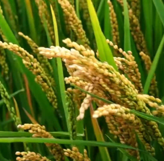 龍粳1823經(jīng)銷(xiāo)商分享現(xiàn)場(chǎng)